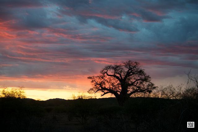 6-wildlife-photography-courses-masai-mara-kenya-tanzania-south-africa-botswana-sundowner-drink