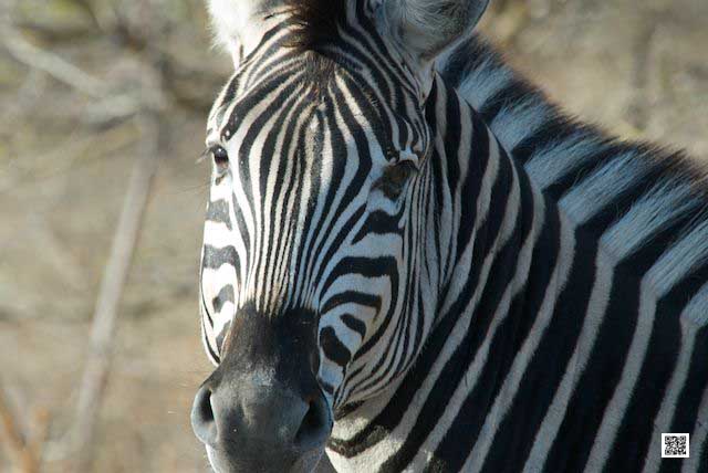 7-get-your-african-safari-documents-sorted