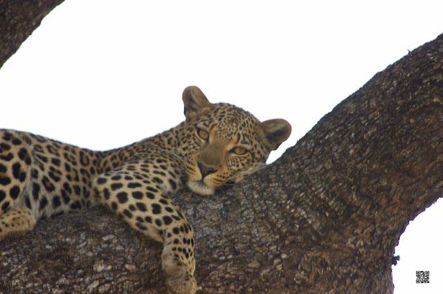 7-how-is-safety-on-african-safari