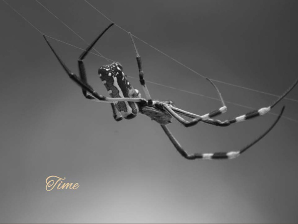 7-photographic-safari-packages-south-africa-masai-mara-kenya-botswana-tanzania-namibia-ephoto-book-time