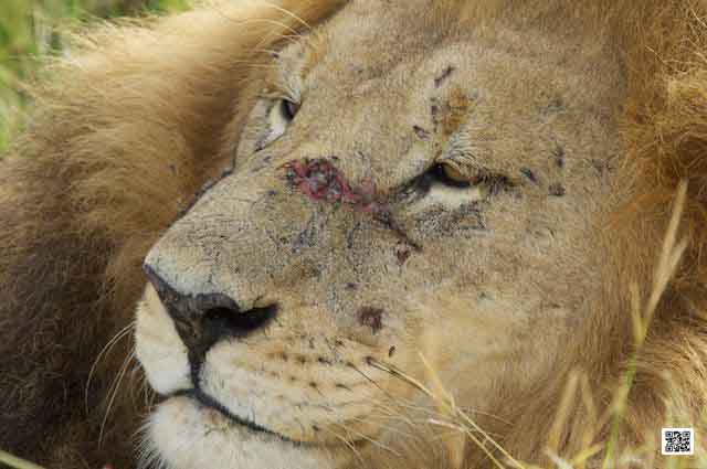 7-photographic-safari-tanzania-serengeti-photo-break