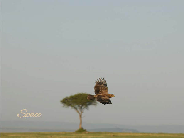 7-photographic-safaris-south-africa-masai-mara-kenya-botswana-tanzania-namibia-ephoto-book-space
