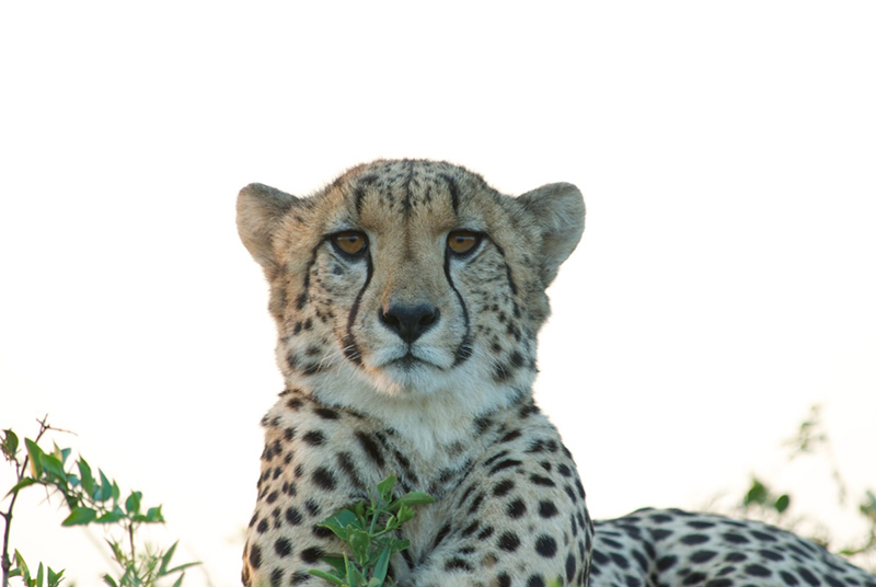 7-wildlife-essentials-on-african-safari