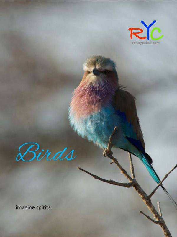 7-wildlife-photography-courses-masai-mara-kenya-tanzania-south-africa-botswana-photo-book-birds