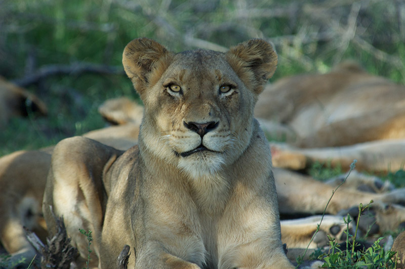 adanced-wildlife-photography-guide-for-your-african-safari