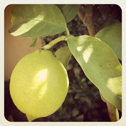 app art lemon photogaphy course