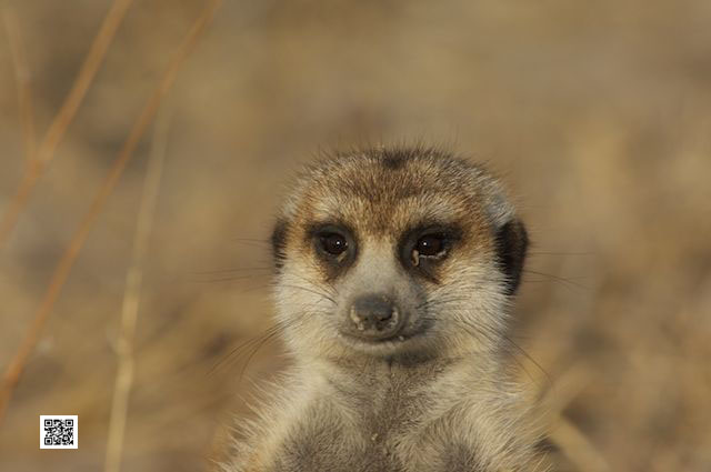 communication leadership training photo safari