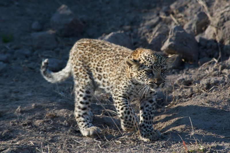 definite-photo-safari-essentials-guide