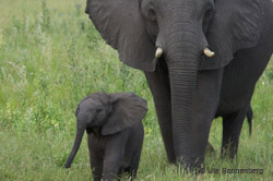 elephants duba plains photographic safari botswana