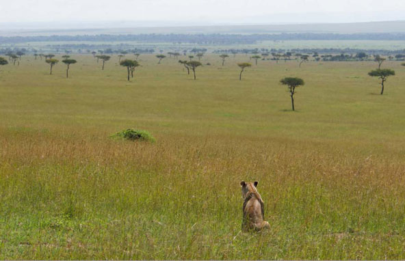 ephoto-book-photo-safari