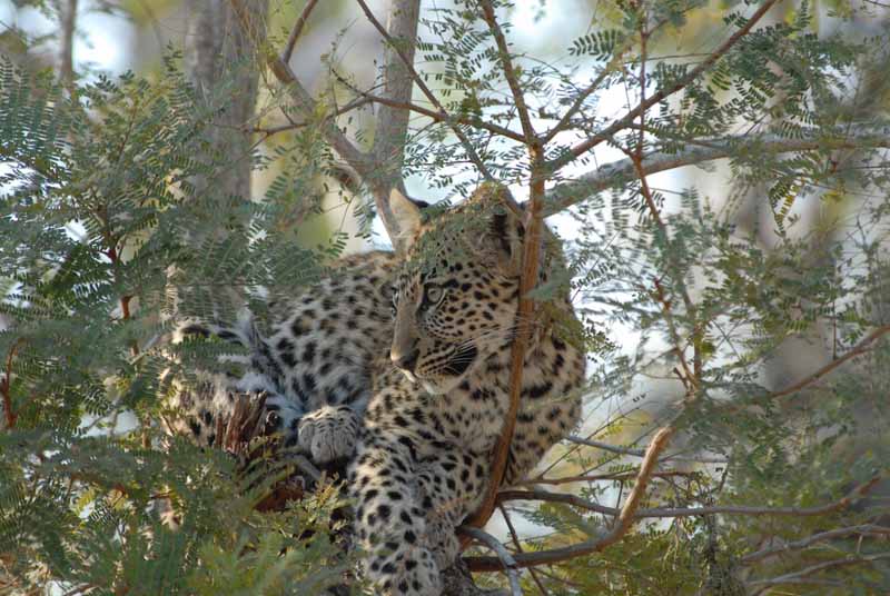 find-trusted-african-safari-tour-operator