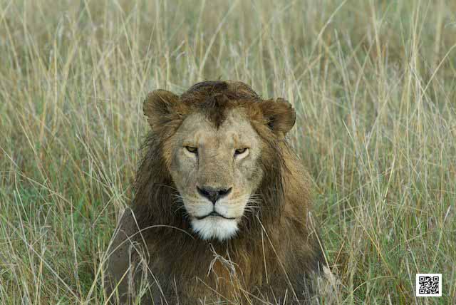 get-the-best-masai-mara-african-safari-experience