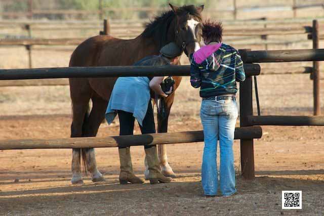 horse photography course safaris south africa move photographer