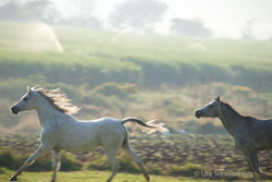 horses digital photography course safari