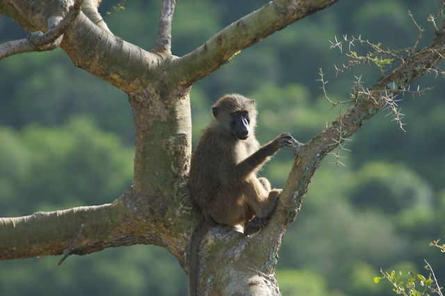 how-to-choose-your-african-photographic-safari-destination