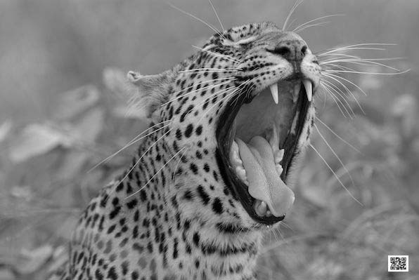 how-to-prepare-for-emergency-situations-on-african-safari