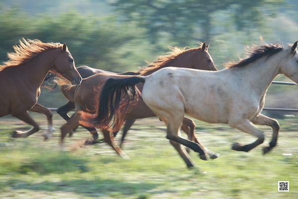 innovative leadership photographic safaris training Kenya south africa accelerate leadership