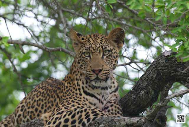 innovative leadership photographic safaris training Kenya south africa disruptive innovation