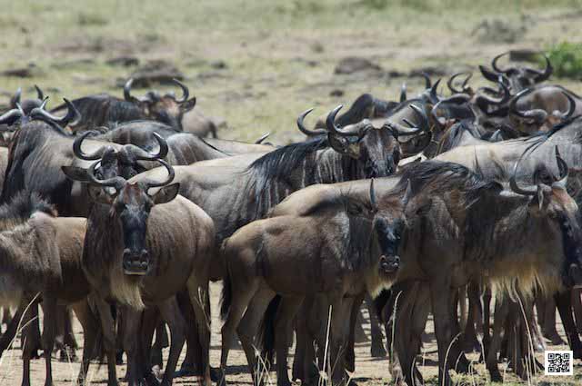 innovative leadership photographic safaris training Kenya south africa fb