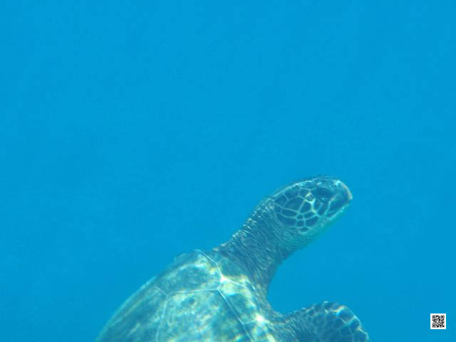 innovative leadership photographic safaris training Kenya south africa surface