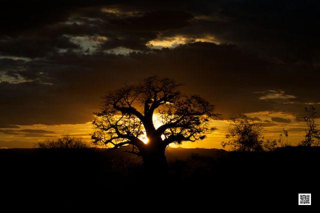 innovative leadership photographic safaris training Kenya south africa unconscious lead