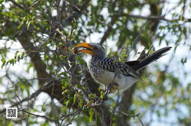 innovative leadership photographic safaris training Kenya south africa work teams