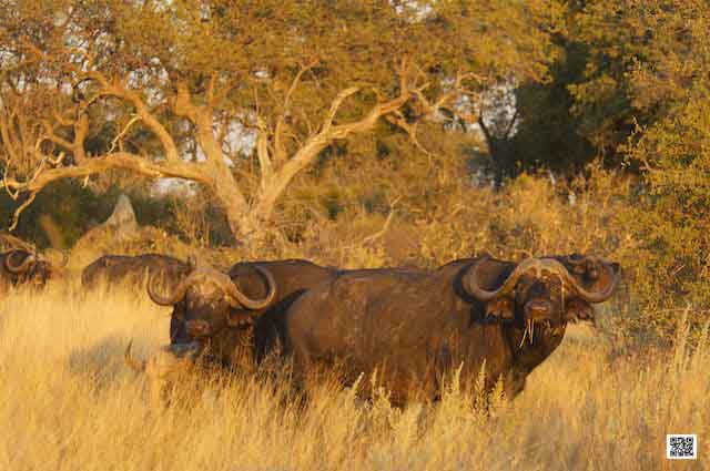 intuition training Kenya thought leadership innovation photo safari help