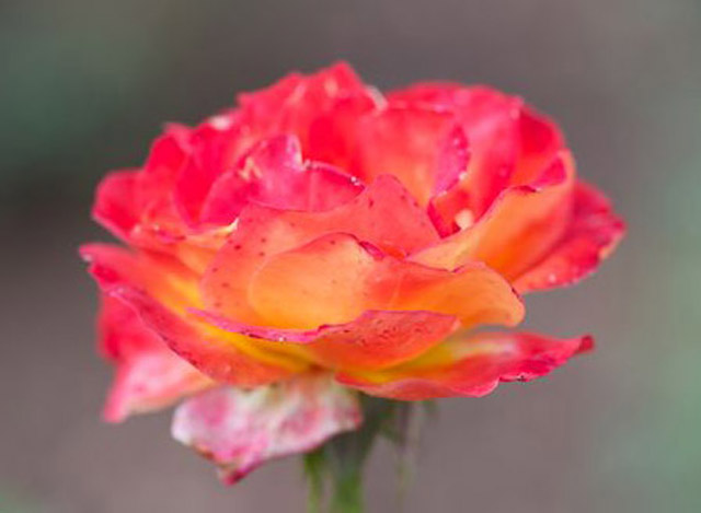 intuition training Kenya thought leadership innovation photo safari steve jobs