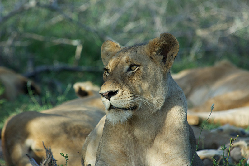 myths-about-ebola-risk-on-south-africa-safari