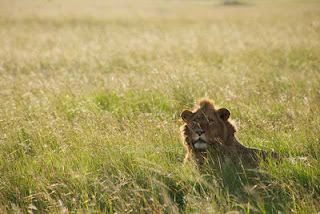 photographic safari masai mara classic situation