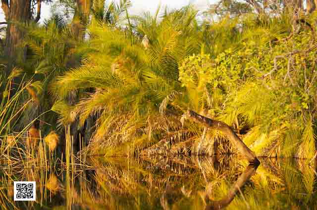 photographic safari okavango delta botswana light book