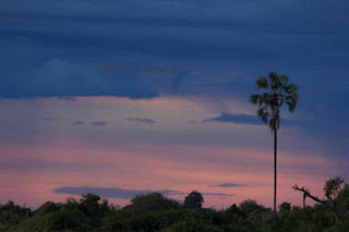 photographic safari okavango delta summer in africa