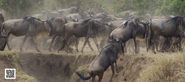 photographic-safaris-great-migration-masai-mara-drama