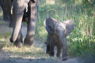 photographic safaris kenya elephant charged