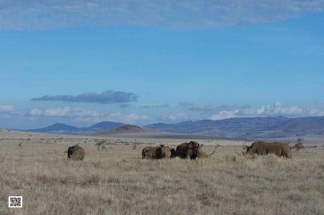 photographic safaris south Africa Kenya Botswana Tanzania Namibia 11