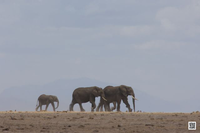 photographic safaris south Africa Kenya Botswana Tanzania Namibia 13