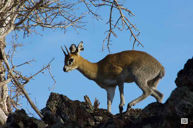 photographic safaris south Africa Kenya Botswana Tanzania Namibia 16