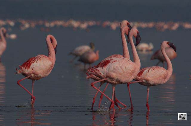 photographic safaris south Africa Kenya Botswana Tanzania Namibia 4