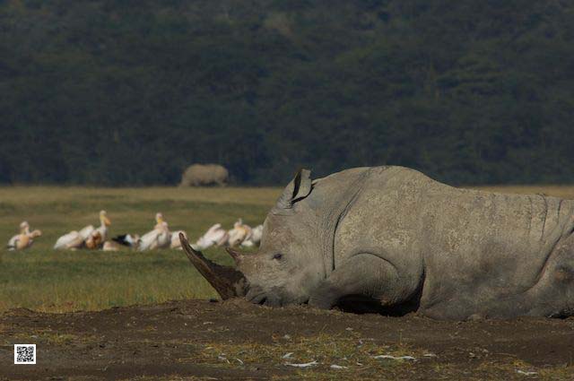 photographic safaris south Africa Kenya Botswana Tanzania Namibia 5
