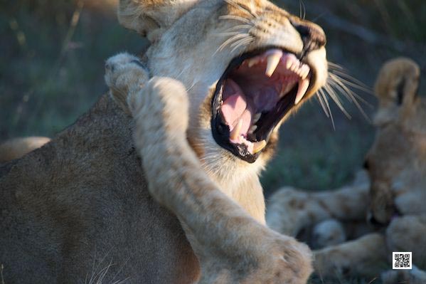 photographic safaris south Africa Kenya Botswana Tanzania Namibia animal behavior