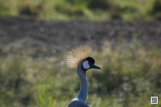 photographic safaris south Africa Kenya Botswana Tanzania Namibia auto display