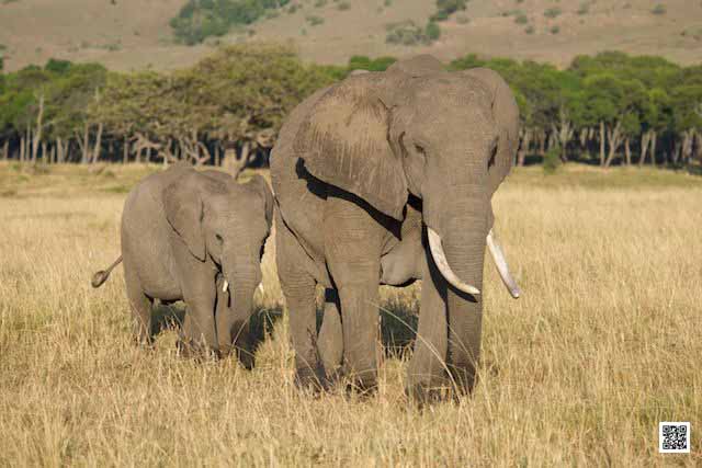 photographic safaris south Africa Kenya Botswana Tanzania Namibia auto iso