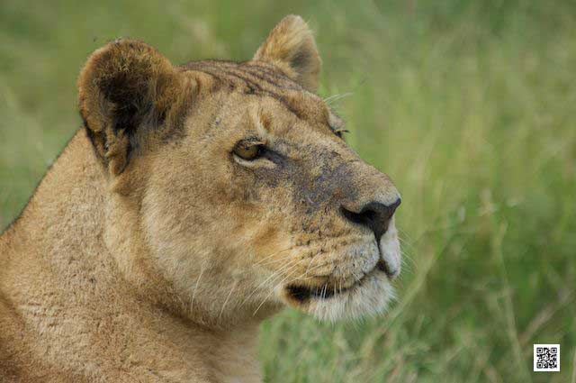 photographic safaris south Africa Kenya Botswana Tanzania Namibia beanbag