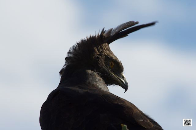 photographic safaris south Africa Kenya Botswana Tanzania Namibia black bird