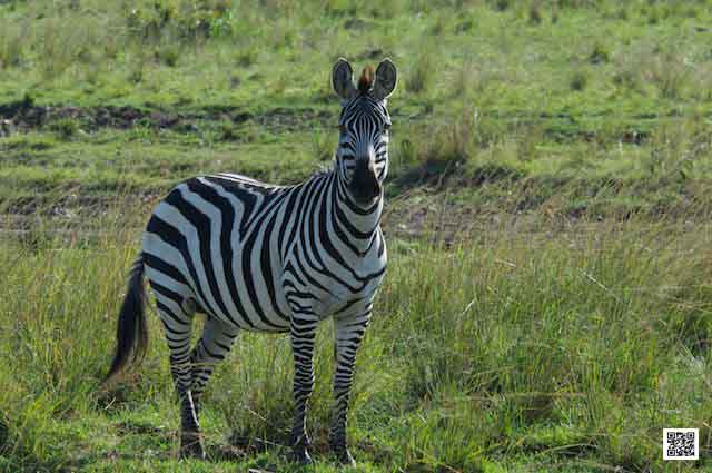 photographic safaris south Africa Kenya Botswana Tanzania Namibia comfort herd