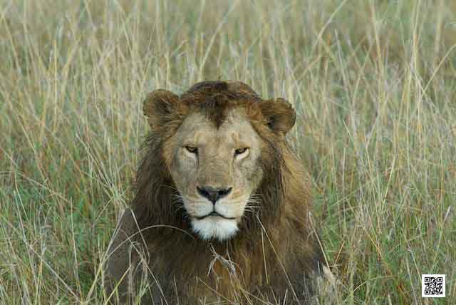 photographic safaris south Africa Kenya Botswana Tanzania Namibia day with lion
