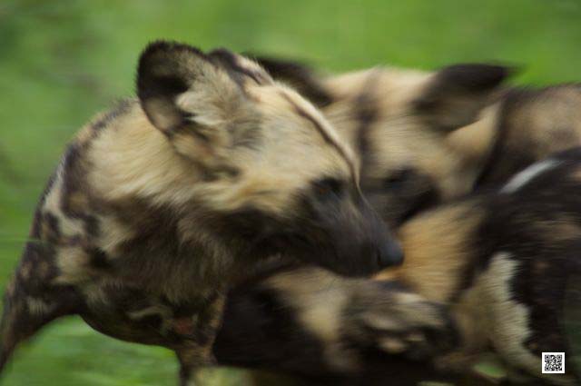 wildlife photography courses Kenya Tanzania south Africa Botswana dogs