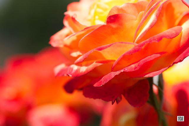 wildlife photography courses Kenya Tanzania south Africa Botswana dslr range