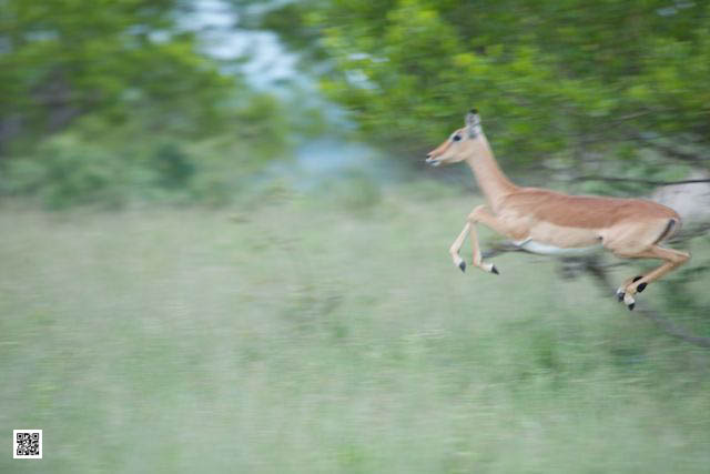 wildlife photography courses Kenya Tanzania south Africa Botswana