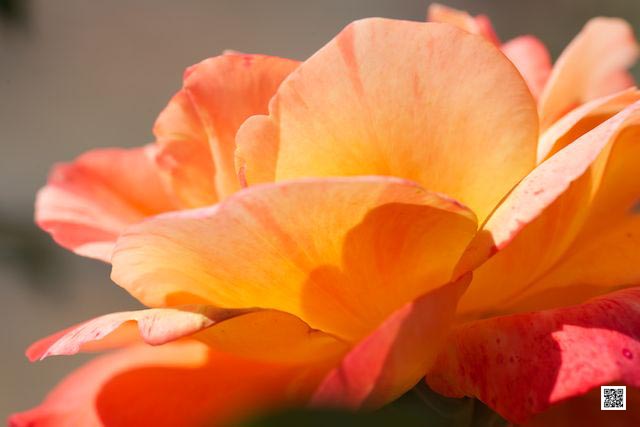 wildlife photography courses Kenya Tanzania south Africa Botswana journey